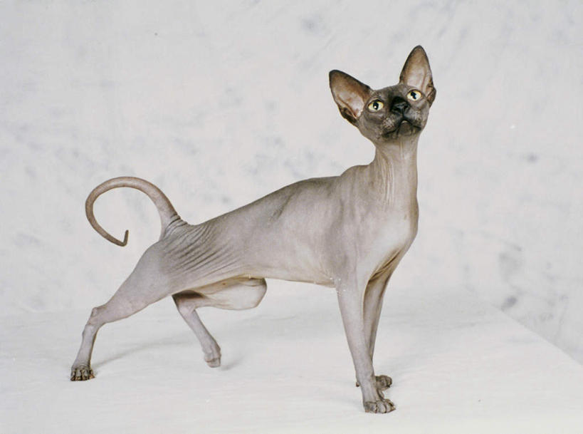 无人,站,横图,室内,白天,白色背景,侧面,宠物,猫,阴影,反射,影子,扭头,注视,一只,动物,观察,看,站着,转头,可爱,摄影,影棚,观看,察看,关注,猫咪,加拿大无毛猫,无毛猫,站立,彩图,全身,影棚拍摄,拍摄,斯芬克斯猫