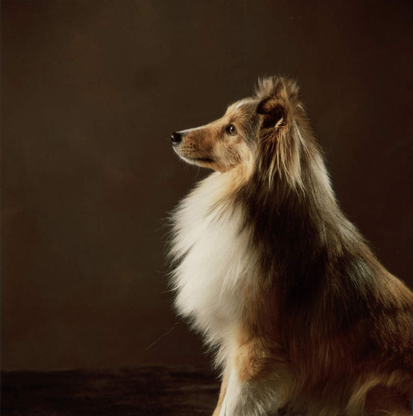 无人,坐,竖图,室内,白天,侧面,宠物,狗,阴影,反射,影子,注视,一只,动物,观察,看,可爱,摄影,影棚,牧羊犬,观看,察看,关注,喜乐蒂牧羊犬,忠诚,喜乐蒂,喜乐蒂犬,设得兰群岛牧羊犬,谢德兰牧羊犬,犬,坐着,半身,彩图,影棚拍摄,拍摄