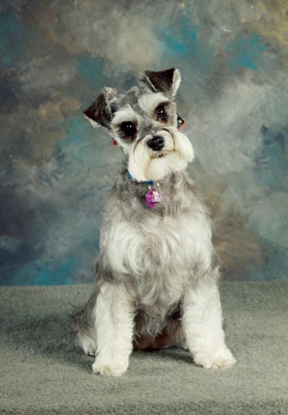 无人,坐,竖图,室内,白天,正面,宠物,狗,阴影,反射,影子,梗犬,雪纳瑞,扭头,注视,一只,动物,观察,看,转头,可爱,摄影,影棚,观看,察看,关注,雪纳瑞犬,髯犬,忠诚,雪纳瑞狗,犬,坐着,彩图,全身,影棚拍摄,拍摄,狗圈