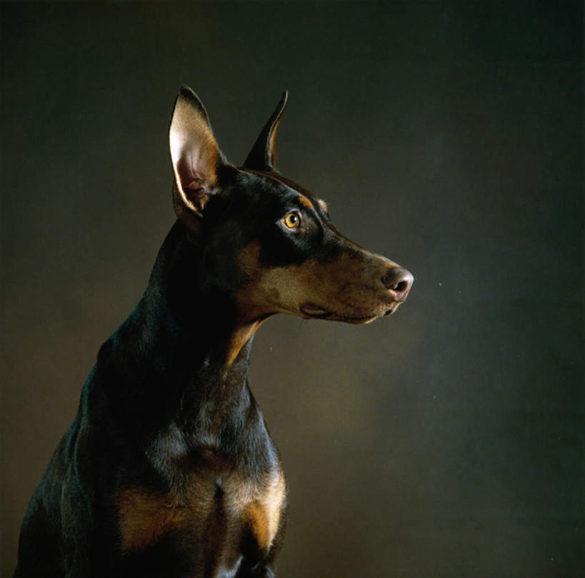 无人,坐,横图,室内,白天,正面,宠物,狗,阴影,反射,影子,扭头,注视,一只,动物,观察,看,转头,可爱,观看,察看,关注,杜宾犬,忠诚,笃宾狗,笃宾犬,杜宾狗,犬,坐着,半身,彩图