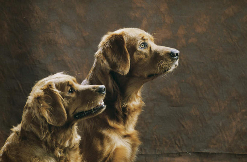 无人,坐,横图,室内,白天,侧面,宠物,狗,阴影,反射,影子,注视,金毛犬,动物,观察,看,两只,可爱,摄影,影棚,金毛,观看,察看,金毛猎犬,关注,寻回犬,金毛寻回犬,忠诚,金毛狗,金毛寻回狗,寻回狗,犬,抬头,仰头,坐着,半身,彩图,影棚拍摄,拍摄