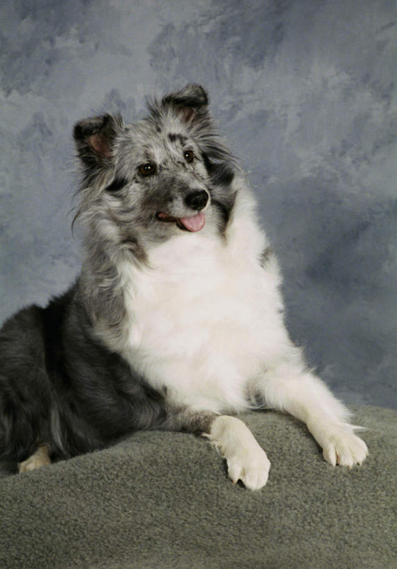 无人,坐,竖图,室内,白天,正面,宠物,狗,纺织品,阴影,装饰,反射,毛毯,毯子,影子,注视,纺织,一只,动物,垫子,观察,看,温暖,可爱,摄影,影棚,牧羊犬,观看,华丽,修饰,点缀,察看,关注,喜乐蒂牧羊犬,忠诚,喜乐蒂,喜乐蒂犬,衬托,美观,雅致,雅观,设得兰群岛牧羊犬,谢德兰牧羊犬,犬,坐着,半身,彩图,影棚拍摄,拍摄