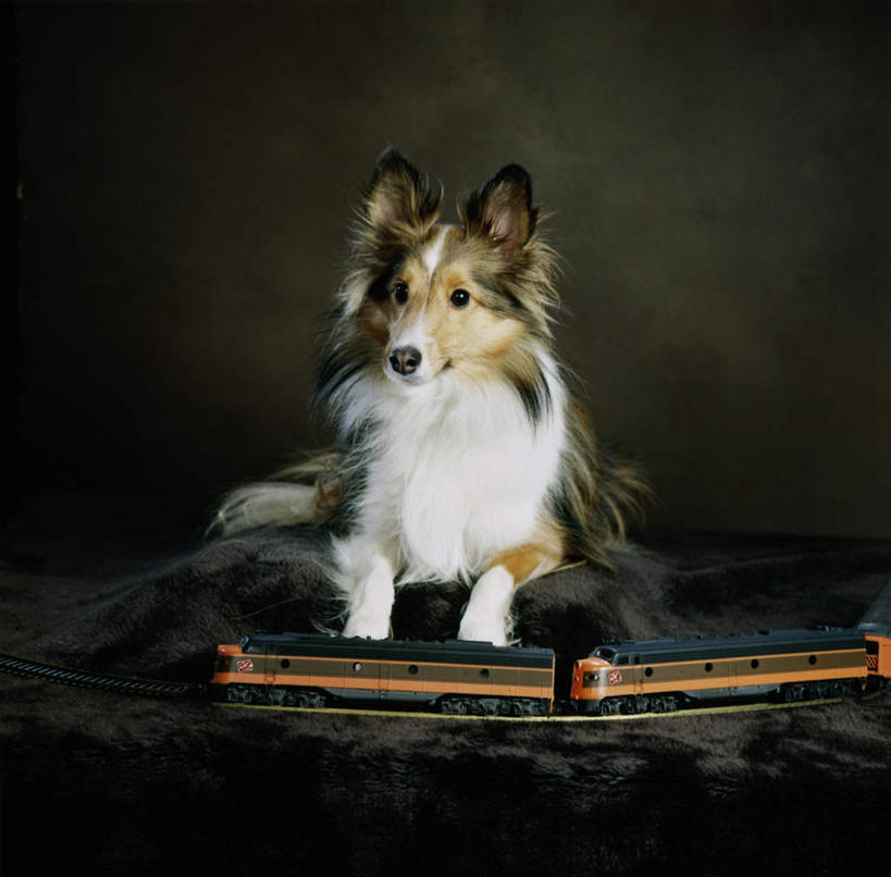 无人,坐,横图,室内,白天,正面,宠物,狗,纺织品,阴影,黑色背景,装饰,反射,毛毯,毯子,影子,注视,纺织,一只,动物,垫子,观察,看,温暖,可爱,摄影,影棚,牧羊犬,观看,华丽,修饰,点缀,察看,关注,喜乐蒂牧羊犬,忠诚,喜乐蒂,喜乐蒂犬,衬托,美观,雅致,雅观,设得兰群岛牧羊犬,谢德兰牧羊犬,犬,坐着,彩图,全身,影棚拍摄,拍摄