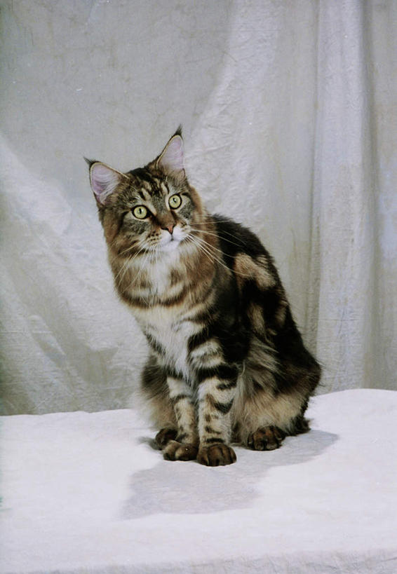 无人,坐,竖图,室内,白天,白色背景,正面,桌面,桌子,宠物,猫,阴影,反射,木制,影子,注视,一只,动物,木制品,观察,看,可爱,摄影,影棚,观看,察看,关注,猫咪,缅因库恩猫,缅因猫,坐着,彩图,全身,影棚拍摄,拍摄