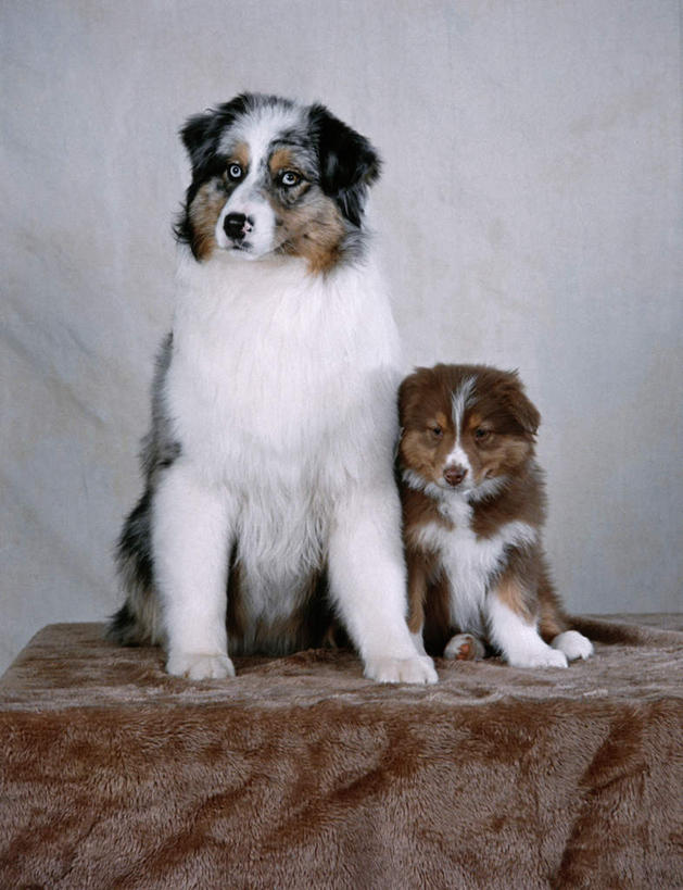 无人,坐,竖图,室内,白天,正面,桌面,桌子,宠物,狗,阴影,灰色背景,反射,木制,布料,影子,布纹,注视,桌布,动物,餐巾,木制品,台布,观察,看,两只,可爱,摄影,影棚,牧羊犬,观看,察看,关注,澳大利亚牧羊犬,忠诚,澳洲牧羊犬,犬,坐着,彩图,全身,影棚拍摄,拍摄