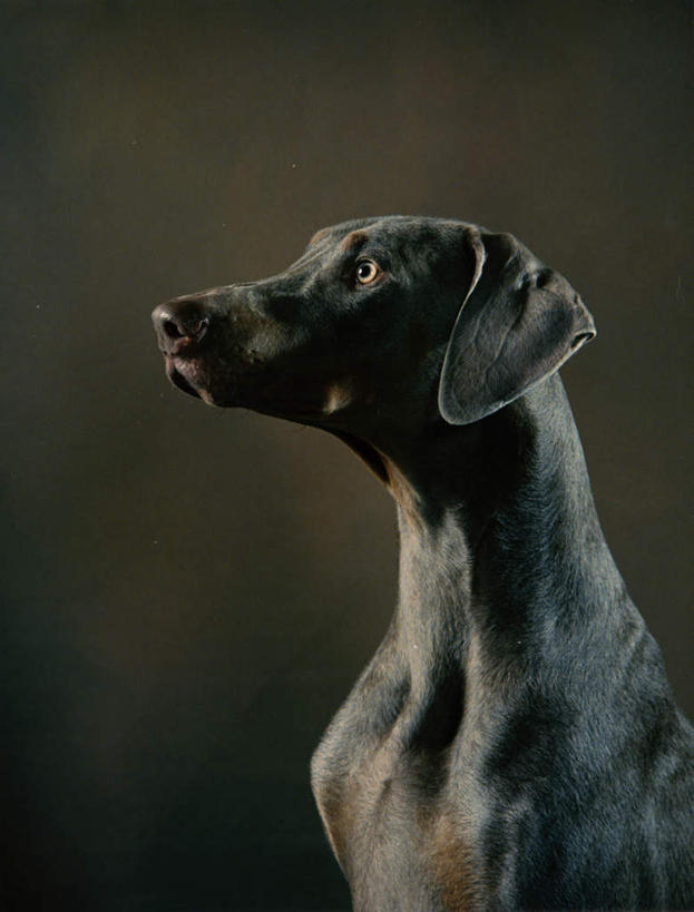 头,无人,坐,竖图,室内,特写,白天,正面,宠物,狗,阴影,黑色背景,反射,影子,注视,一只,动物,观察,看,可爱,摄影,影棚,观看,察看,关注,杜宾犬,忠诚,笃宾狗,笃宾犬,杜宾狗,头部,犬,抬头,仰头,坐着,半身,彩图,影棚拍摄,拍摄