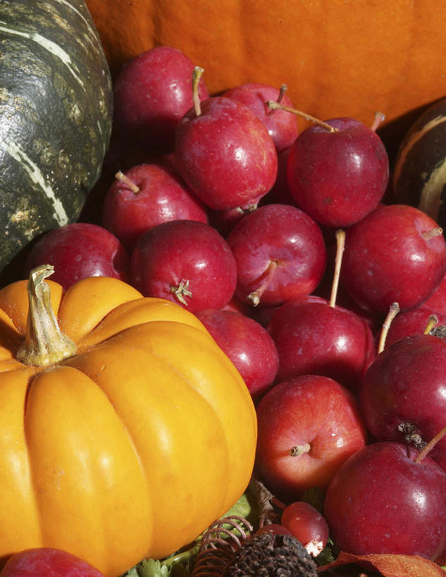 无人,竖图,俯视,室内,特写,白天,苹果,南瓜,蔬菜,水果,一堆,许多,阴影,堆叠,堆积,新鲜,反射,影子,金瓜,生食,食品,果实,蔬果,番瓜,食物,有机食品,绿色食品,堆,麦瓜,倭瓜,彩图,高角度拍摄