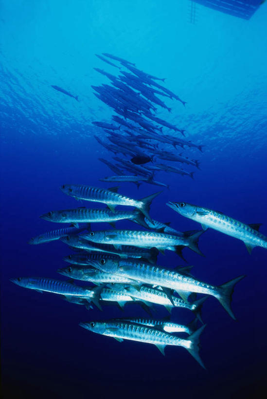 游泳,海鲜,无人,竖图,室外,白天,仰视,海底,水下,海浪,海洋,美景,许多,鱼,景观,浪花,水底,水产,鱼类,海洋生物,自然,海水,景色,海底世界,自然风光,水生动物,海产品,水生物,海景,海底动物,梭子鱼,泅水,海狼鱼,金梭鱼,梭鱼,拍浮,大海,风浪,海,海床,海水的波动,近岸浪,涌浪,半身,彩图,低角度拍摄