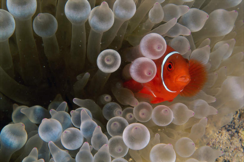 无人,横图,室外,白天,正面,海底,水下,海浪,海洋,美景,一条,鱼,景观,浪花,水底,注视,小丑鱼,鱼类,海洋生物,无脊椎动物,红色,自然,海水,观察,看,景色,海底世界,观看,腔肠动物,察看,关注,自然风光,海葵鱼,海景,三带双锯鱼,双锯鱼,珊瑚虫,大海,风浪,海,海床,海水的波动,近岸浪,涌浪,彩图,全身