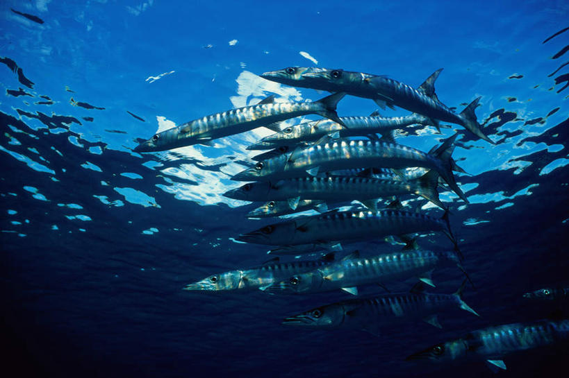 游泳,海鲜,无人,横图,室外,白天,仰视,海底,水下,海浪,海洋,美景,许多,阴影,光线,鱼,影子,景观,浪花,水底,水产,鱼类,海洋生物,阳光,自然,海水,景色,海底世界,自然风光,水生动物,海产品,水生物,海景,海底动物,梭子鱼,泅水,海狼鱼,金梭鱼,梭鱼,拍浮,大海,风浪,海,海床,海水的波动,近岸浪,涌浪,彩图,低角度拍摄,全身