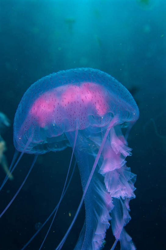 无人,竖图,室外,白天,正面,海底,水下,海浪,海洋,美景,海蜇,景观,浪花,水底,海洋生物,一个,自然,海水,动物,景色,海底世界,单个,腔肠动物,自然风光,水生动物,水生物,海景,海底动物,大海,风浪,海,海床,海水的波动,近岸浪,涌浪,半身,彩图