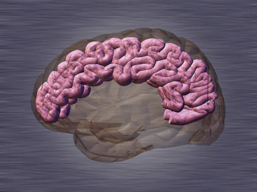 无人,横图,插画,室内,白天,正面,数码,科技,大脑,阴影,紫色背景,网络,高光,几何,计算机图形,合成,图画,画,粉色,电脑合成图,数码合成图,器官,合成图,沟壑,漫画,小脑,脑干,写实,具体,具象,大脑皮层,端脑,沟,灰质,回,间脑,彩图