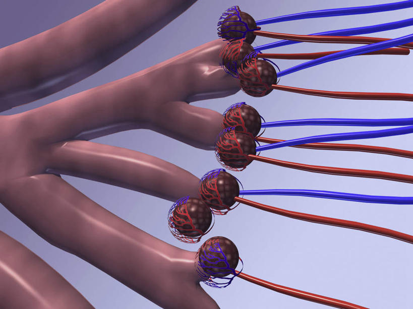 内脏,气管,动脉,静脉,血管,肥胖,无人,横图,插画,室内,白天,正面,数码,科技,静物,阴影,蓝色背景,网络,医学,高光,几何,计算机图形,合成,图画,画,红色,蓝色,模型,人体,电脑合成图,数码合成图,生物学,人体器官,器官,合成图,漫画,呼吸道,支气管,生理学,写实,具体,具象,肥,胖,支气管树,呼吸系统,下呼吸道,彩图