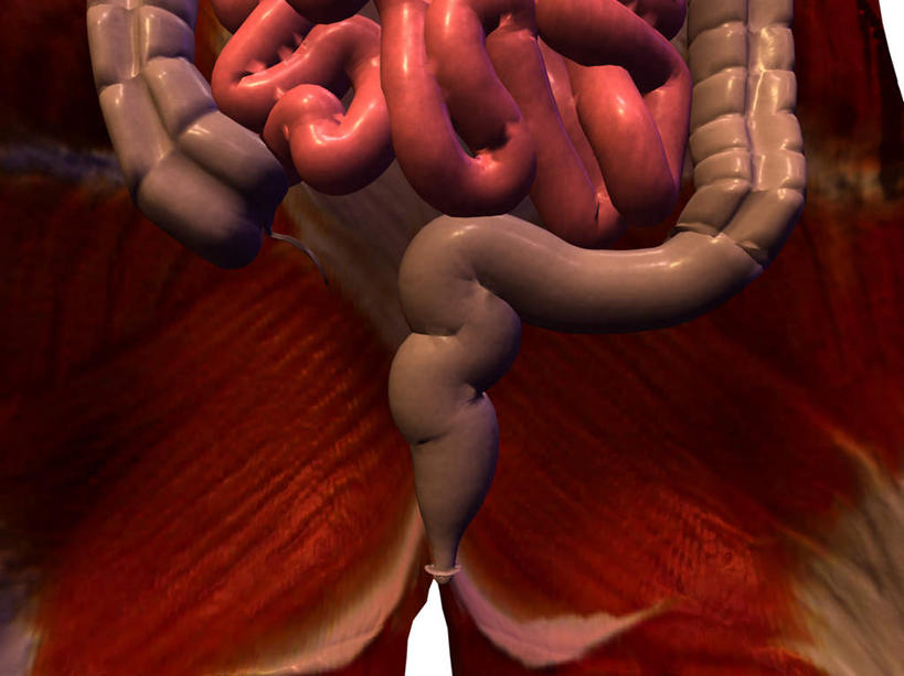 内脏,肠,动脉,静脉,十二指肠,无人,横图,插画,室内,白天,正面,数码,科技,阴影,网络,医学,高光,几何,计算机图形,合成,图画,画,模型,电脑合成图,数码合成图,生物学,器官,合成图,漫画,生理学,写实,具体,具象,动物器官,大肠,盲肠,小肠,直肠,彩图