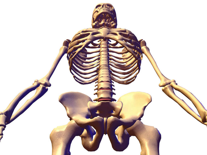 锁骨,肩胛骨,脊髓,骨骼,胸骨,肋骨,无人,横图,插画,室内,白天,仰视,数码,科技,阴影,网络,骷髅,骨头,高光,几何,计算机图形,合成,图画,画,电脑合成图,数码合成图,骨架,合成图,漫画,写实,具体,具象,尺骨,肱骨,桡骨,腕骨,胸椎,腰骨,掌骨,指骨,肋软骨,脊柱,彩图,低角度拍摄