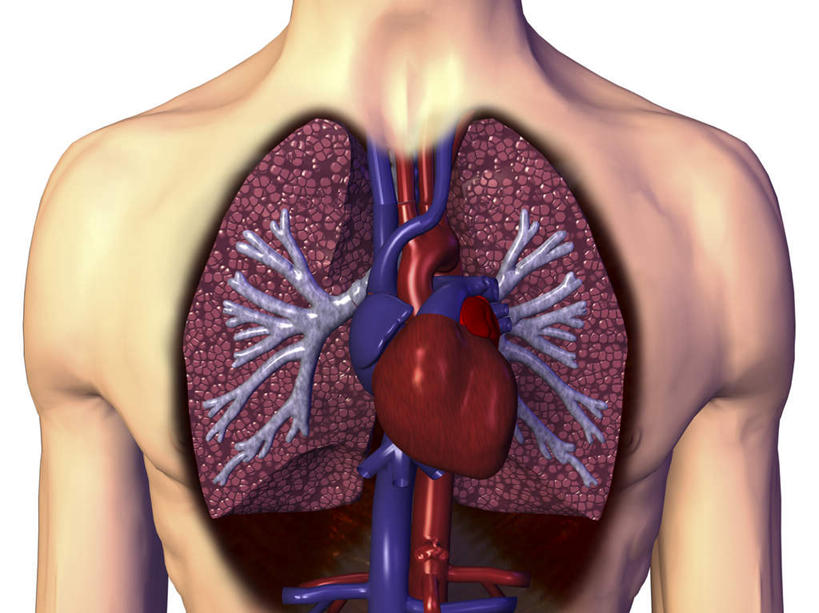 西方人,内脏,气管,心脏,动脉,静脉,肥胖,一个人,无人,横图,插画,室内,特写,白天,白色背景,正面,数码,科技,静物,欧洲,欧洲人,仅一个男性,仅一个人,阴影,网络,高光,几何,计算机图形,合成,图画,裸露,画,仅一个年轻男性,模型,人体,电脑合成图,数码合成图,生物学,器官,合成图,裸,漫画,呼吸道,支气管,心血管,心房,心室,生理学,写实,具体,具象,肥,胖,支气管树,呼吸系统,下呼吸道,男人,男性,年轻男性,白种人,心,半身,彩图