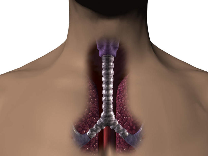 西方人,喉咙,内脏,肺,气管,脊髓,动脉,静脉,一个人,无人,横图,插画,室内,特写,白天,白色背景,正面,数码,科技,静物,欧洲,欧洲人,仅一个男性,仅一个人,阴影,网络,医学,高光,几何,计算机图形,合成,图画,画,仅一个年轻男性,模型,人体,电脑合成图,数码合成图,生物学,人体器官,器官,合成图,漫画,呼吸道,支气管,生理学,写实,具体,具象,支气管树,呼吸系统,下呼吸道,男人,男性,年轻男性,白种人,肺部,肺脏,脊柱,半身,彩图