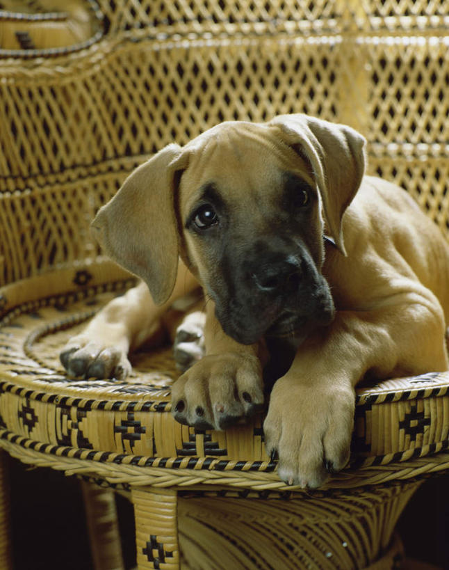 无人,竖图,室内,白天,正面,宠物,狗,椅子,木椅,注视,一只,动物,观察,看,趴着,可爱,观看,察看,关注,大丹狗,忠诚,大丹犬,德国獒狗,德国藏獒,德国獒犬,犬,趴,半身,彩图