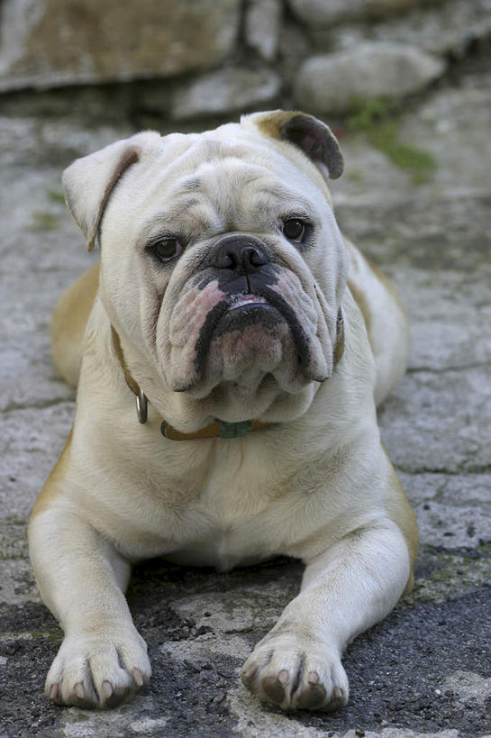 无人,竖图,室外,白天,正面,石头,宠物,狗,斗牛犬,石子,注视,一只,动物,观察,看,趴着,可爱,观看,察看,关注,牛头犬,忠诚,沉积岩,英国斗牛犬,斗牛狗,老虎狗,英国老虎犬,水成岩,石块,岩石,犬,趴,彩图,全身