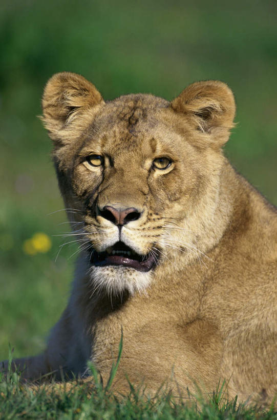 无人,坐,竖图,室外,白天,侧面,旅游,度假,草地,草坪,美景,植物,哺乳动物,野生动物,狮子,景观,扭头,注视,娱乐,草,一只,绿色,自然,动物,观察,看,转头,享受,休闲,景色,放松,观看,察看,关注,自然风光,凶猛,残暴,凶残,坐着,半身,彩图