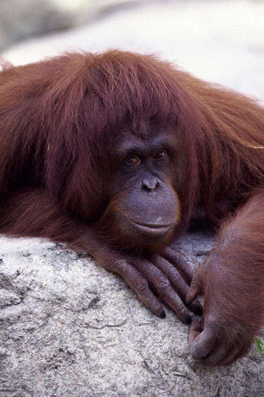 无人,竖图,室外,白天,正面,旅游,度假,石头,美景,野生动物,猩猩,石子,景观,棕色,注视,娱乐,一只,自然,动物,观察,看,趴着,享受,休闲,景色,放松,活泼,观看,察看,关注,自然风光,苏门答腊猩猩,石块,岩石,趴,半身,彩图