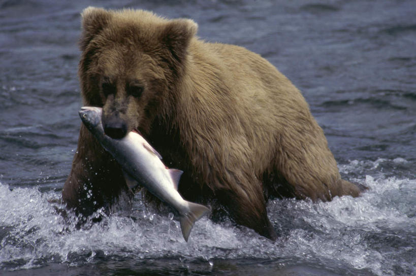无人,走,横图,室外,白天,正面,旅游,度假,海浪,海洋,美景,野生动物,熊,美国,咬,波纹,鱼,景观,浪花,涟漪,注视,娱乐,鱼类,一只,水纹,自然,海水,动物,波浪,观察,看,享受,休闲,景色,放松,观看,咬着,察看,北美,北美洲,国家公园,关注,自然风光,美洲,凶猛,海景,阿拉斯加,阿拉斯加州,水晕,北亚美利加洲,亚美利加洲,最后的边疆,午夜阳光之地,卡特迈国家公园,卡特迈自然保护区,残暴,凶残,大海,风浪,海,海水的波动,近岸浪,涌浪,棕熊,马熊,步行,散步,走路,彩图,全身
