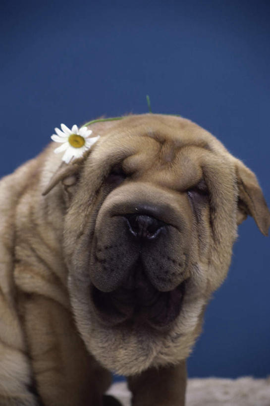 无人,站,竖图,室内,白天,正面,快乐,幸福,宠物,狗,阴影,蓝色背景,盛开,反射,影子,玛格丽特,花蕾,沙皮狗,注视,雏菊,花,花瓣,花朵,鲜花,一只,动物,花苞,花蕊,观察,看,站着,菊花,活力,可爱,摄影,影棚,观看,希望,察看,坚强,关注,和平,离别,忠诚,延命菊,幸福花,春菊,马兰头花,暗恋,纯情,单恋,沙皮,沙皮犬,天真,犬,站立,彩图,影棚拍摄,愉快,拍摄