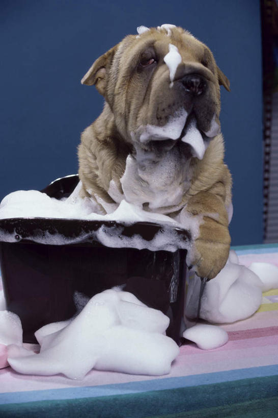 无人,坐,竖图,室内,白天,正面,洗澡,宠物,狗,阴影,蓝色背景,反射,木制,木盒,泡沫,影子,沙皮狗,注视,干净,一只,动物,木制品,容器,观察,看,清洁,享受,健康,放松,可爱,保健,摄影,影棚,观看,储藏,察看,卫生,储存,关注,忠诚,泡汤,沙皮,沙皮犬,犬,坐着,彩图,全身,影棚拍摄,沐浴,拍摄,贮存