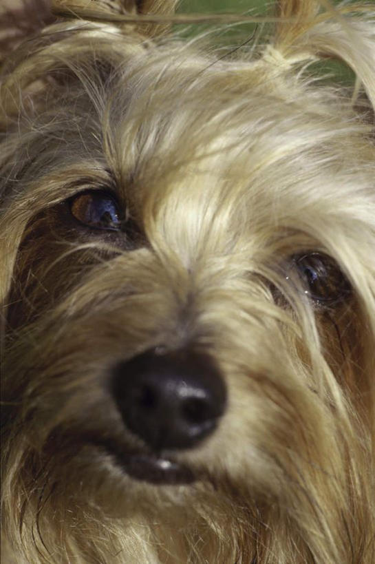 头,无人,笑,微笑,竖图,室内,特写,白天,正面,宠物,狗,阴影,反射,约克夏,影子,梗犬,注视,约克夏狗,一只,动物,观察,看,可爱,观看,察看,关注,忠诚,约克郡犬,约克夏梗,约瑟犬,约克夏梗犬,头部,犬,半身,彩图