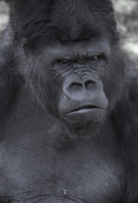 头,无人,坐,竖图,室外,特写,白天,正面,石头,哺乳动物,野生动物,猩猩,朦胧,模糊,石子,注视,一只,动物,观察,看,可爱,活泼,观看,察看,关注,黑猩猩,头部,石块,坐着,半身,彩图