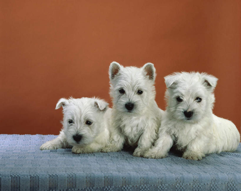 无人,横图,室内,白天,正面,桌面,桌子,宠物,狗,三只,一排,整齐,木制,布料,墙,梗犬,布纹,注视,墙壁,墙面,桌布,排列,蓝色,动物,餐巾,木制品,台布,观察,看,趴着,橙色,可爱,观看,察看,西高地白梗,队列,关注,忠诚,犬,趴,彩图,全身,西部高地白梗