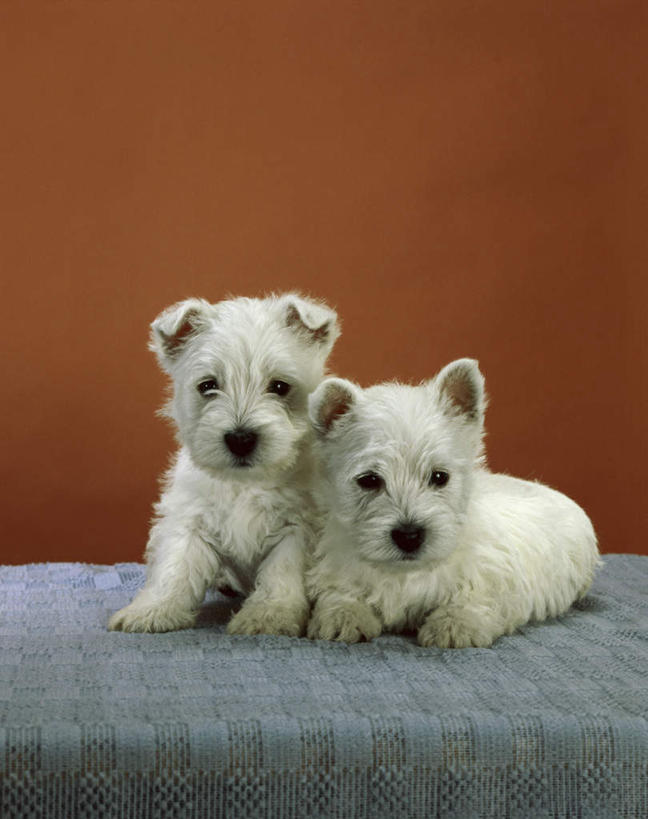 无人,竖图,室内,白天,正面,桌面,桌子,宠物,狗,木制,布料,墙,梗犬,布纹,注视,墙壁,墙面,桌布,蓝色,动物,餐巾,木制品,台布,观察,看,趴着,两只,橙色,可爱,观看,察看,西高地白梗,关注,忠诚,犬,趴,彩图,全身,西部高地白梗