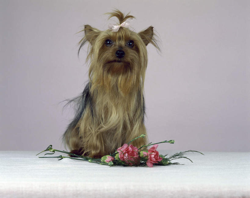 无人,坐,横图,室内,白天,正面,宠物,狗,阴影,灰色背景,装饰,盛开,反射,约克夏,头饰,影子,梗犬,花蕾,注视,约克夏狗,花,花瓣,花朵,鲜花,一只,动物,发饰,饰品,花苞,花蕊,观察,看,可爱,摄影,影棚,观看,华丽,修饰,点缀,察看,关注,头绳,配饰,忠诚,约克郡犬,约克夏梗,约瑟犬,衬托,美观,雅致,雅观,约克夏梗犬,犬,坐着,彩图,全身,影棚拍摄,拍摄,发绳