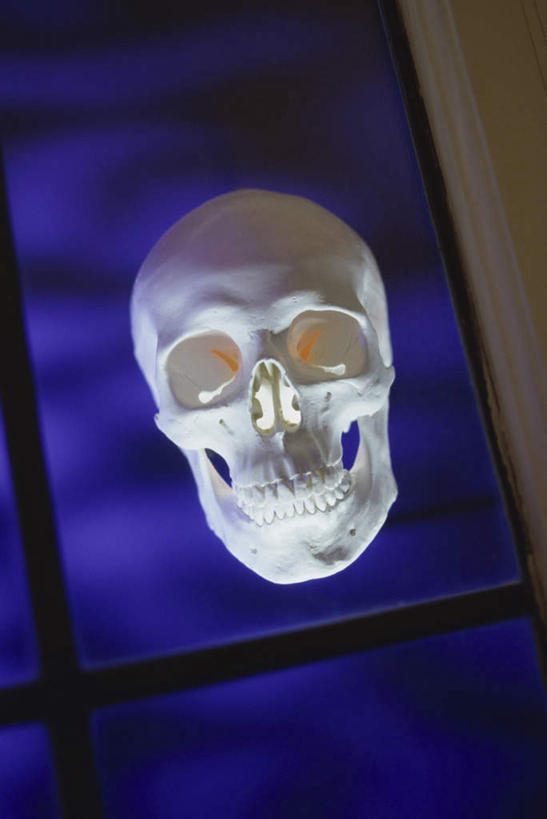 颅骨,骨骼,无人,竖图,俯视,室内,特写,白天,静物,阴影,节日,庆祝,反射,光线,骷髅,影子,灯光,骨头,文化,庆典,万圣节,摄影,影棚,纪念,怪异,骨架,奇怪,神奇,奇幻,奇特,鼻骨,顶骨,额骨,颈椎,颞骨,下颌骨,颧骨,古怪,奇异,乖张,头盖骨,彩图,高角度拍摄,影棚拍摄,拍摄