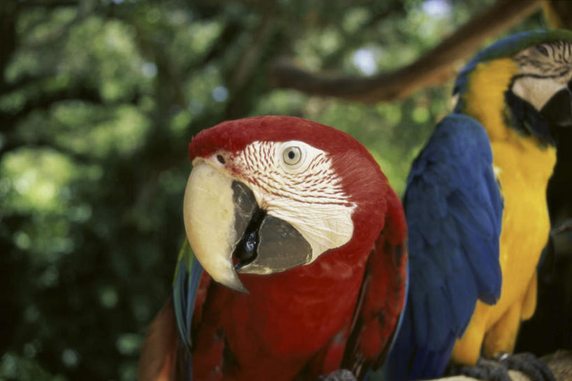 无人,站,横图,室外,特写,白天,正面,美景,树林,植物,鸟,鹦鹉,朦胧,模糊,鸟类,景观,枝条,扭头,注视,树,树木,树枝,绿色,自然,动物,观察,看,站着,转头,两只,景色,可爱,活泼,生长,成长,观看,察看,金刚鹦鹉,关注,自然风光,观赏鸟,红额金刚鹦鹉,黄蓝金刚鹦鹉,蓝黄金刚鹦鹉,虬枝,枝杈,站立,半身,彩图,琉璃金刚鹦鹉