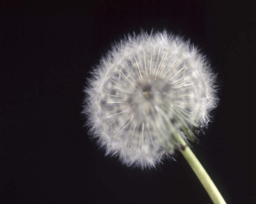 无人,横图,室外,特写,白天,正面,爱情,蒲公英,黑色背景,盛开,花蕾,花,花瓣,花朵,鲜花,一朵,花苞,花蕊,摄影,影棚,开朗,蒲公草,尿床草,彩图,影棚拍摄,拍摄