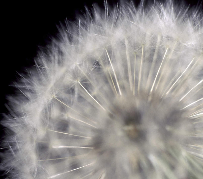 无人,横图,室外,特写,白天,正面,爱情,蒲公英,黑色背景,盛开,花蕾,花,花瓣,花朵,鲜花,一朵,花苞,花蕊,摄影,影棚,开朗,蒲公草,尿床草,彩图,影棚拍摄,拍摄