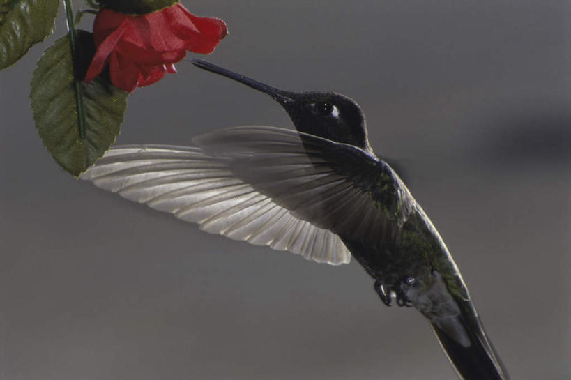 无人,横图,室外,特写,白天,侧面,美景,蜂鸟,鸟,叶子,喝,伸展,张开,展翅,阴影,朦胧,模糊,盛开,光线,翅膀,鸟类,影子,景观,绿叶,花蕾,注视,花,花瓣,花朵,鲜花,一朵,一只,阳光,自然,花苞,花蕊,观察,看,嫩叶,景色,观看,察看,关注,自然风光,张开翅膀,汲取,展开翅膀,黑颏北蜂鸟,叶,叶片,半身,彩图