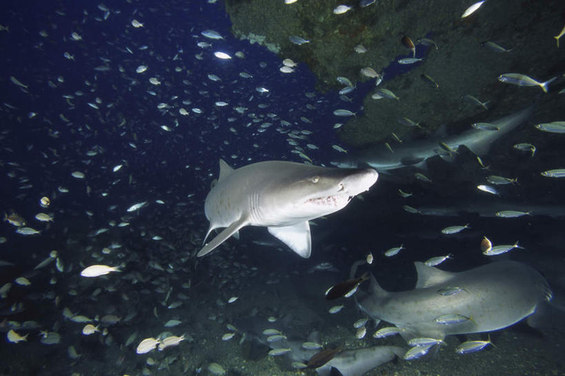 游泳,无人,横图,室外,白天,正面,海底,水下,海浪,海洋,美景,鲨鱼,野生动物,一条,许多,鱼,景观,浪花,水底,注视,鱼类,海洋生物,自然,海水,动物,观察,看,景色,海底世界,观看,察看,关注,自然风光,水生动物,水生物,凶猛,海景,海底动物,虎鲨,泅水,拍浮,鼬鲛,居氏鼬鲨,鼬鲨,残暴,凶残,大海,风浪,海,海床,海水的波动,近岸浪,涌浪,半身,彩图