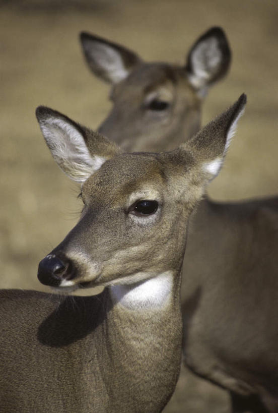 无人,站,竖图,室外,白天,正面,美景,植物,哺乳动物,鹿,野生动物,阴影,枯萎,朦胧,模糊,光线,影子,景观,枯草,注视,草,黄色,阳光,自然,动物,观察,看,站着,两只,景色,可爱,活泼,观看,察看,关注,自然风光,白尾鹿,维基尼亚鹿,维吉尼亚鹿,站立,半身,彩图