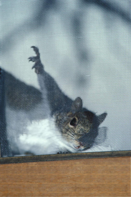 无人,竖图,室内,白天,正面,野生动物,阴影,反射,影子,铁丝网,注视,一只,动物,松鼠,观察,看,可爱,活泼,观看,察看,关注,铁蒺藜,半身,彩图