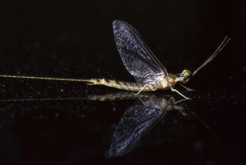 无人,横图,室内,特写,白天,侧面,椅子,伸展,张开,展翅,阴影,黑色背景,反射,翅膀,蜻蜓,昆虫,影子,动物,摄影,影棚,猫猫丁,咪咪洋,蚂螂,河嘻嘻,益虫,张开翅膀,展开翅膀,彩图,全身,影棚拍摄,拍摄