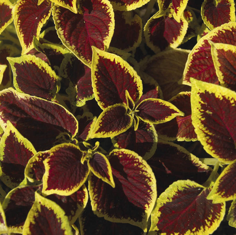 无人,横图,俯视,室外,特写,白天,美景,叶子,阴影,光线,影子,景观,绿叶,阳光,自然,嫩叶,景色,自然风光,锦紫苏,五色草,洋紫苏,彩叶草,叶,叶片,彩图,高角度拍摄