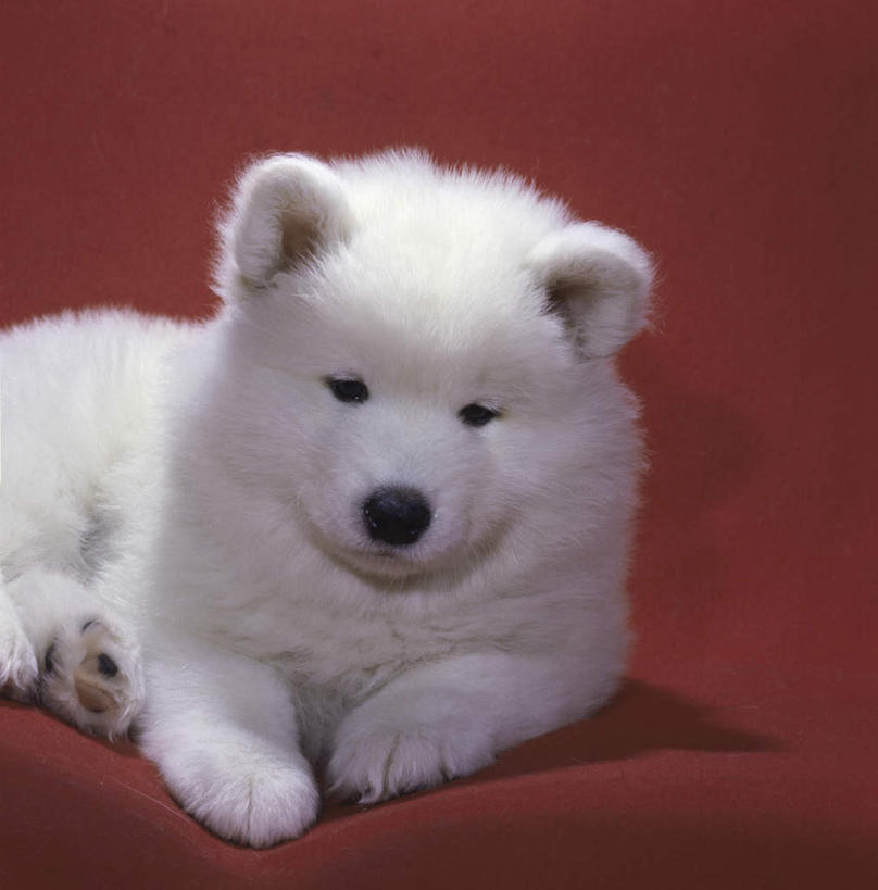 无人,竖图,室内,白天,正面,沙发,宠物,狗,阴影,红色背景,朦胧,模糊,反射,影子,注视,一只,红色,白色,动物,观察,看,趴着,可爱,摄影,影棚,观看,察看,关注,布艺沙发,萨摩耶,忠诚,萨摩,萨摩耶德犬,萨摩耶犬,犬,趴,半身,彩图,影棚拍摄,拍摄