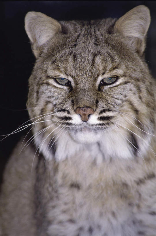 头,胡须,无人,竖图,室外,特写,夜晚,正面,美景,哺乳动物,野生动物,黑色背景,景观,注视,一只,自然,动物,观察,看,景色,观看,察看,关注,自然风光,山猫,猞猁,凶猛,林曳,马猞猁,猞猁狲,猞狮,残暴,凶残,头部,半身,彩图