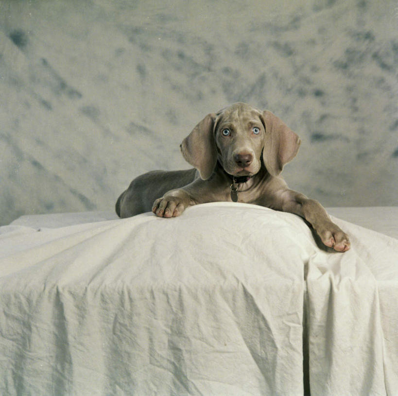 无人,横图,室内,白天,正面,桌子,宠物,狗,阴影,反射,影子,墙,注视,魏玛犬,墙壁,墙面,一只,动物,观察,看,趴着,可爱,摄影,影棚,观看,察看,关注,忠诚,德国魏玛犬,威玛狗,威玛猎犬,魏玛狗,项圈,犬,趴,彩图,全身,影棚拍摄,拍摄