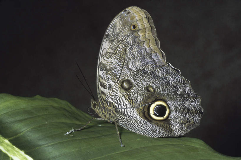 无人,横图,室外,特写,夜晚,侧面,美景,蝴蝶,叶子,装饰,翅膀,昆虫,景观,绿叶,一只,自然,动物,嫩叶,景色,华丽,修饰,点缀,自然风光,益虫,衬托,美观,雅致,雅观,猫头鹰蝴蝶,叶,叶片,彩图,全身