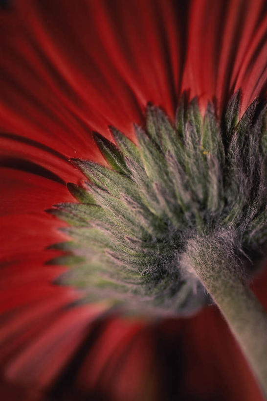 无人,竖图,室内,特写,白天,正面,快乐,幸福,阴影,盛开,反射,影子,玛格丽特,花蕾,雏菊,花,花瓣,花朵,鲜花,一朵,红色,花苞,花蕊,菊花,活力,希望,坚强,和平,离别,延命菊,幸福花,春菊,马兰头花,暗恋,纯情,单恋,天真,彩图,愉快