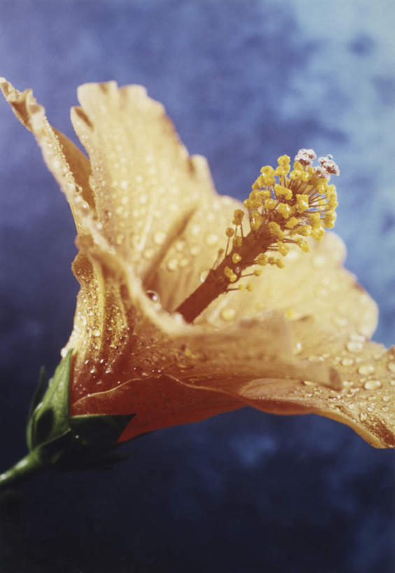 无人,竖图,室外,特写,白天,正面,美景,阴影,朦胧,模糊,盛开,光线,影子,景观,木槿,木槿花,美丽,花蕾,花,花瓣,花朵,鲜花,一朵,阳光,自然,花苞,花蕊,景色,坚韧,自然风光,永恒,质朴,无穷花,彩图