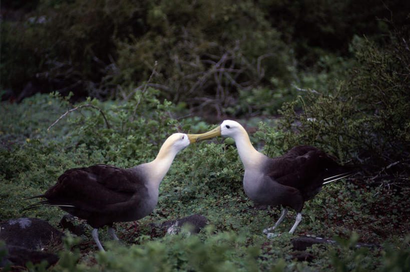 无人,站,横图,室外,白天,侧面,草地,草坪,美景,植物,海鸟,鸟,信天翁,鸟类,景观,注视,相视,草,绿色,自然,观察,看,站着,两只,面对面,景色,观看,对视,察看,互视,关注,自然风光,相对,相看,海鸳,波纹信天翁,站立,彩图,全身